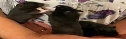 Hamster rodents for sale: Beautiful friendly baby Syrian hamsters  - Advert 10