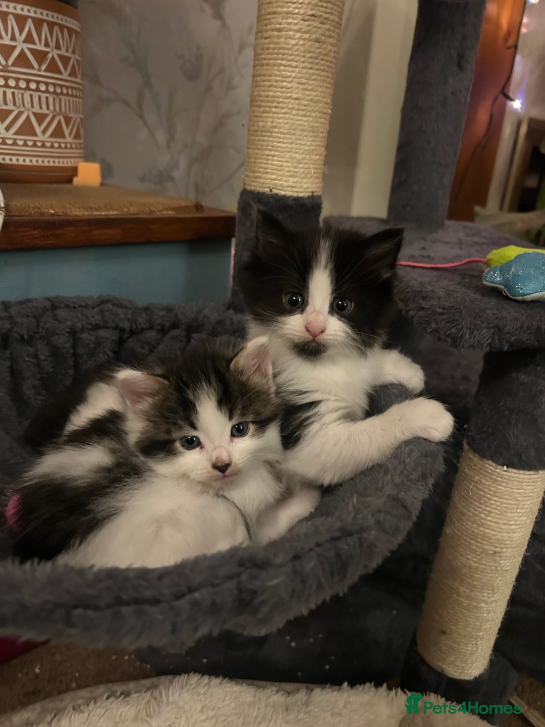 British Longhair cats for sale: Gorgeous Friendly Kittens - Advert 10