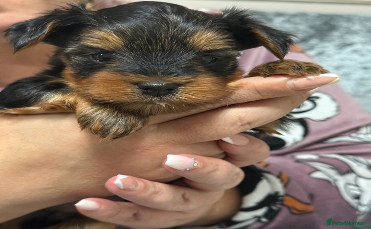 Yorkshire Terrier dogs - Advert 16
