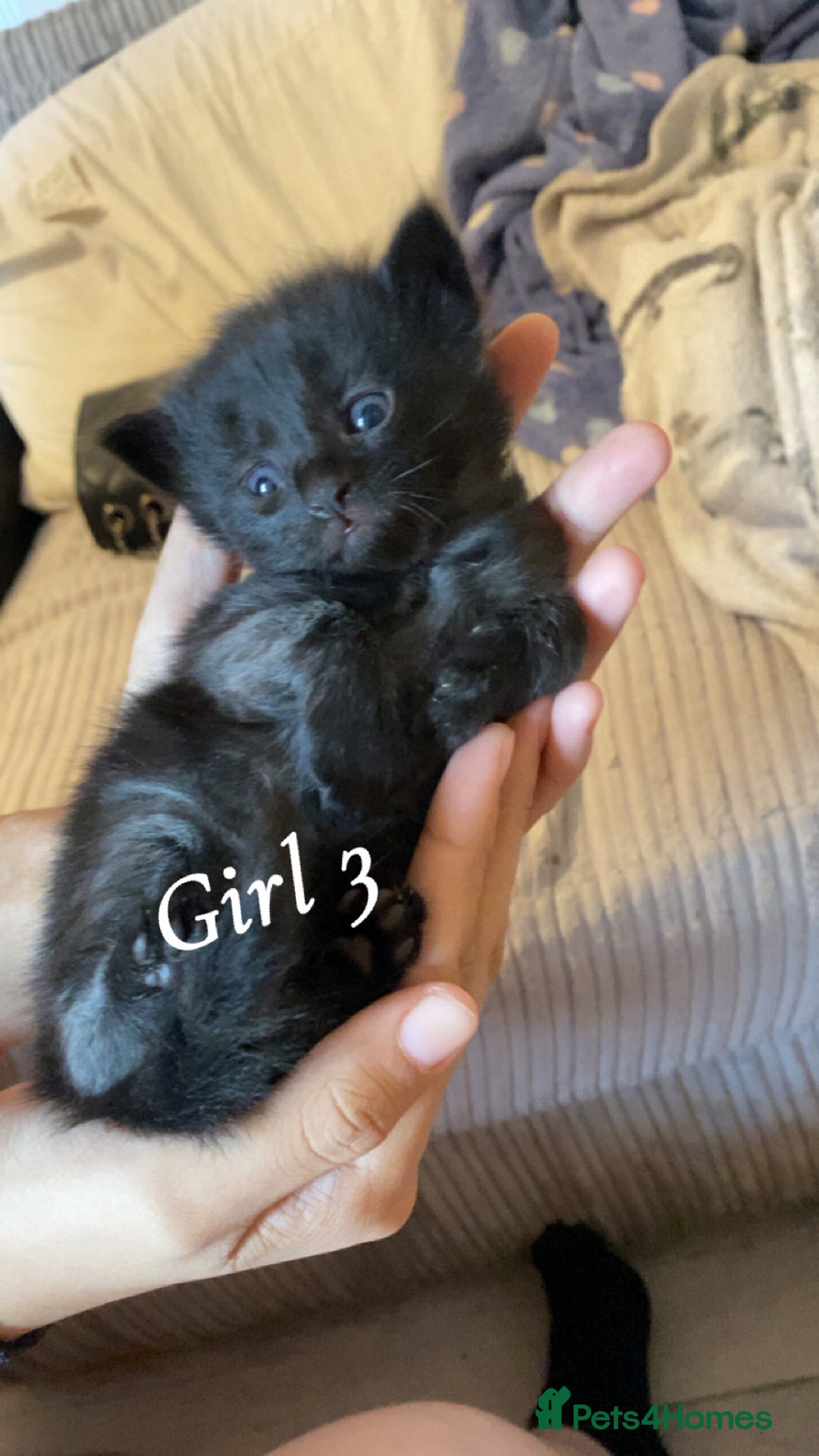 Mixed Breed cats for sale: 6 mixed breed kittens - Image 4