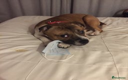 Staffordshire Bull Terrier dogs for stud: Proven Staffordshire Bull Terrier for Stud  - Image 11