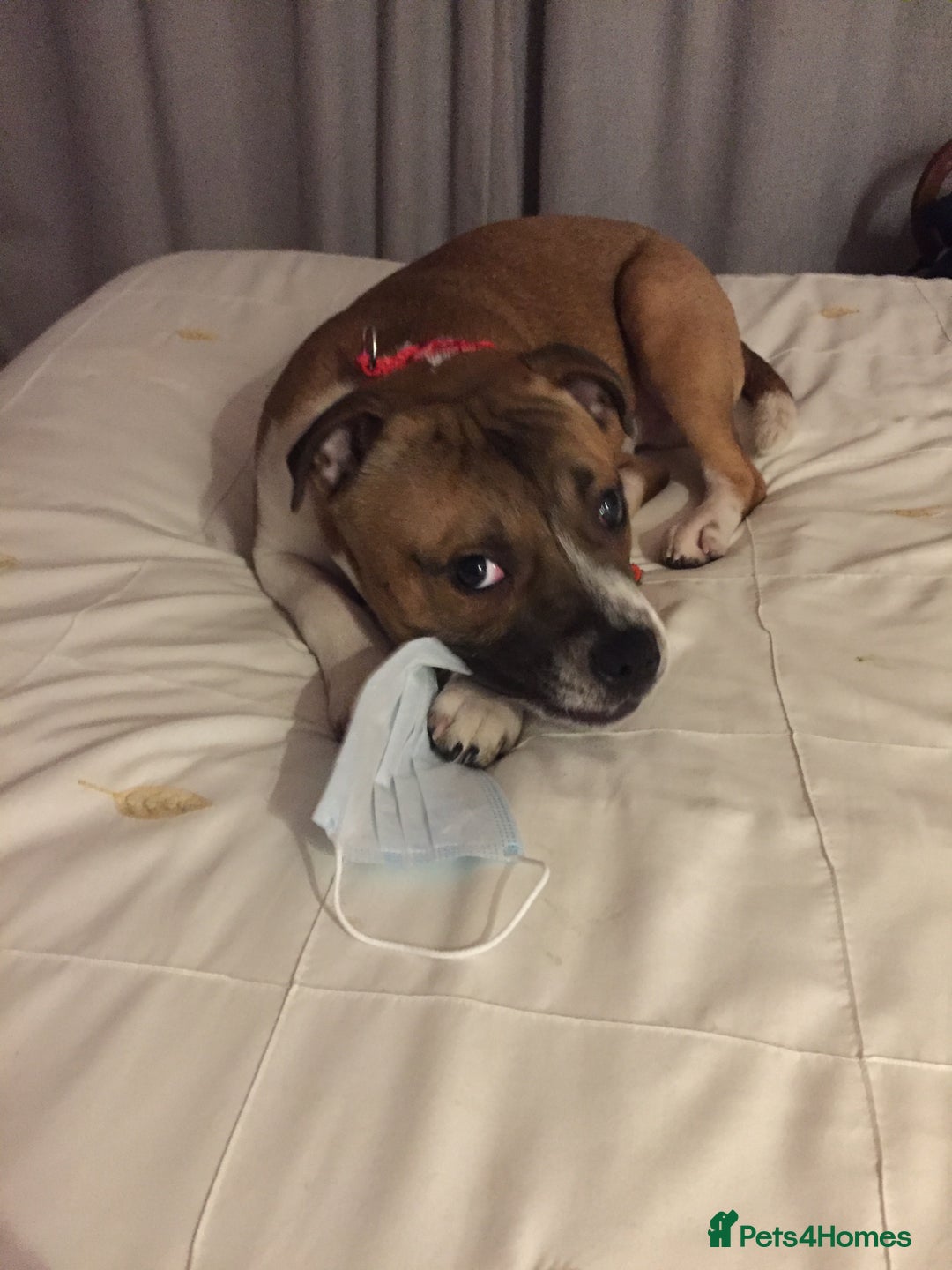 Staffordshire Bull Terrier dogs for stud: Proven Staffordshire Bull Terrier for Stud  - Image 11
