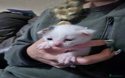 Mixed Breed cats for sale: 2 kittens for sale - Advert 4