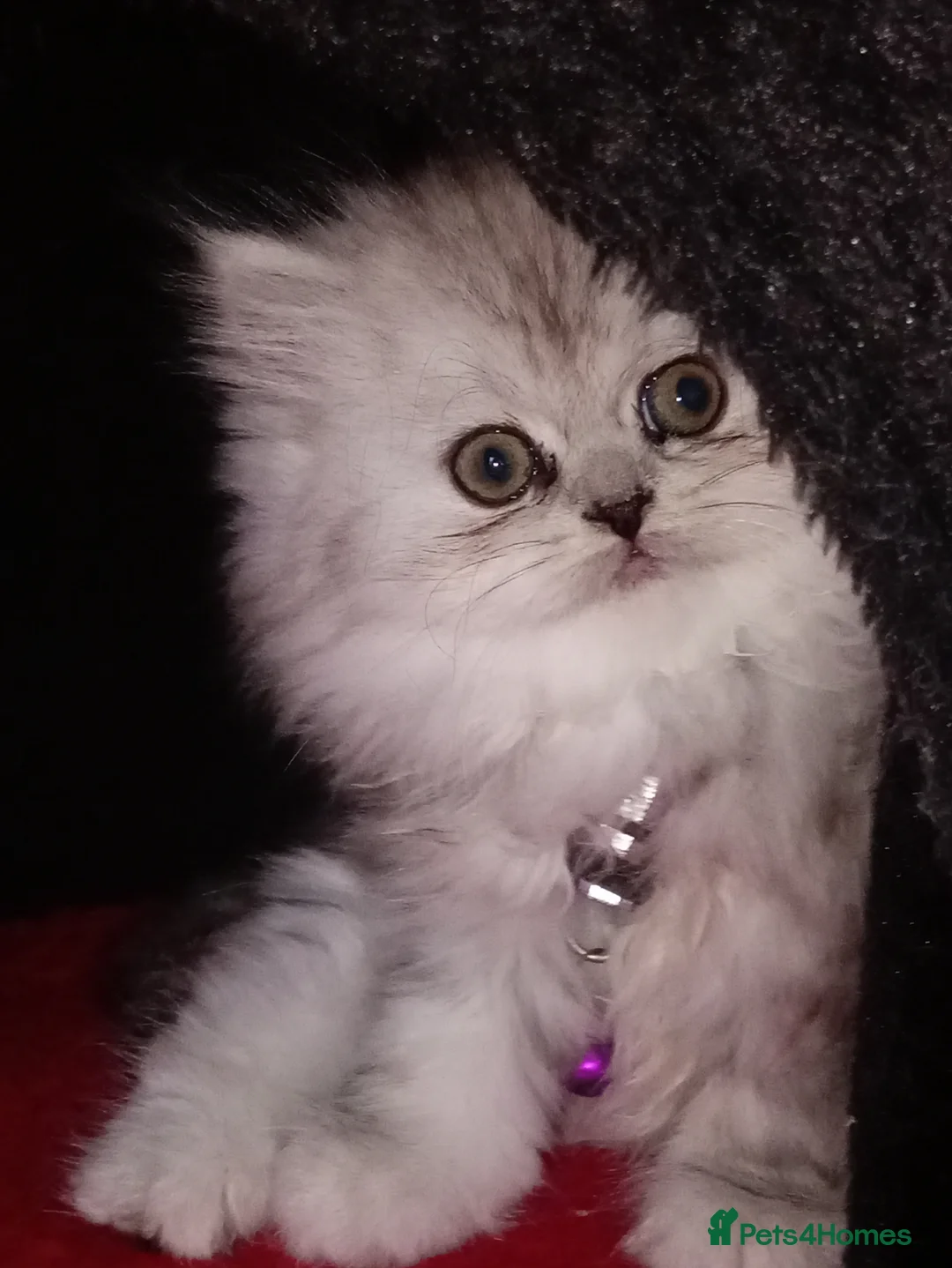 Persian cats for sale: Silver & White Persian Boys Available  in Beverley - Advert 2