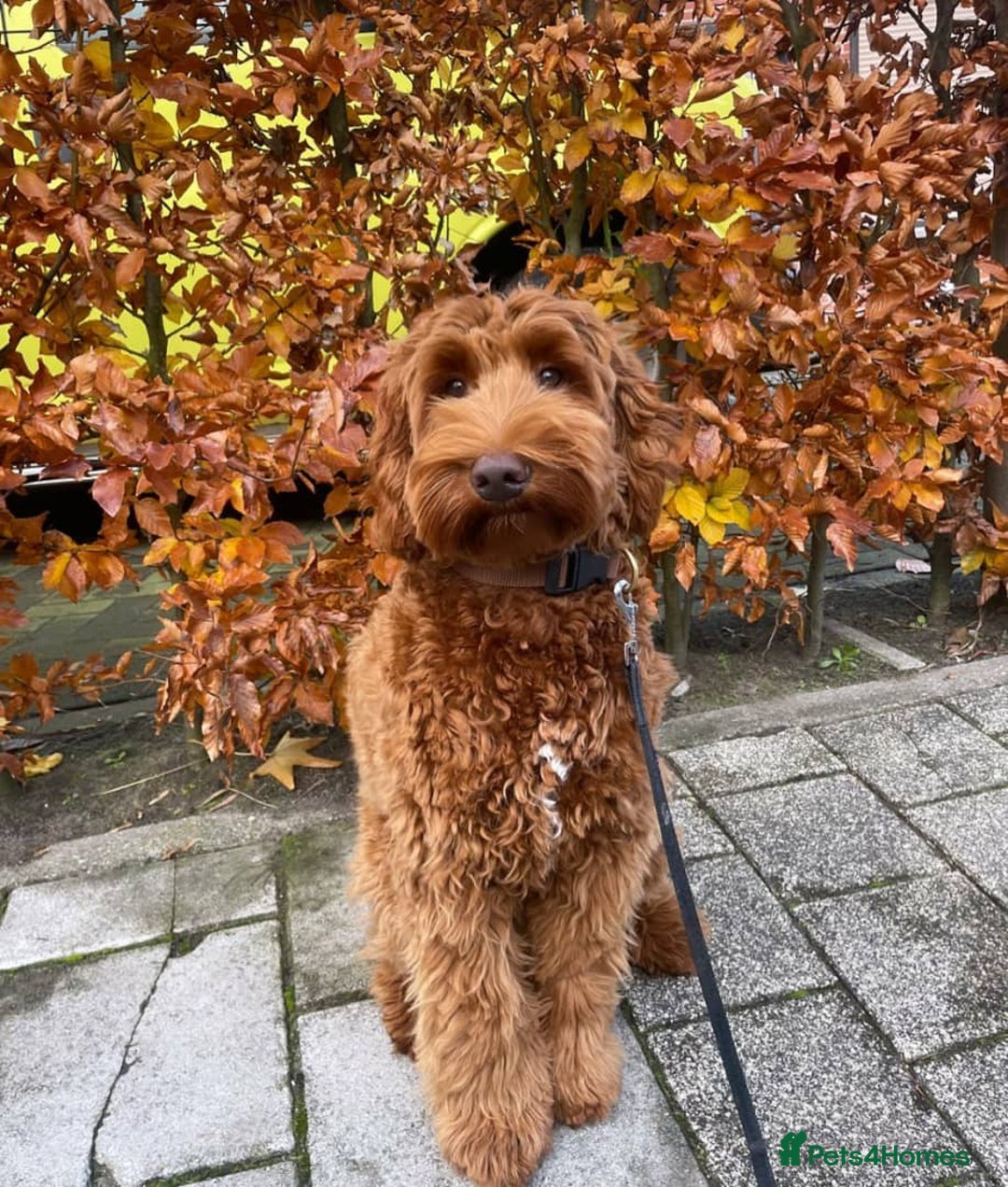 Australian Labradoodle dogs for sale: Australian Labradoodle For A New Home - Image 1