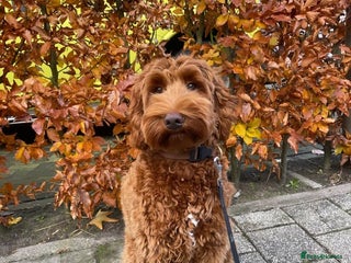 Australian Labradoodle dogs - Advert 1