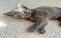 Ragdoll cats for sale: Pretty and affectionate grey ragdoll x tuxedo girl - Image 1