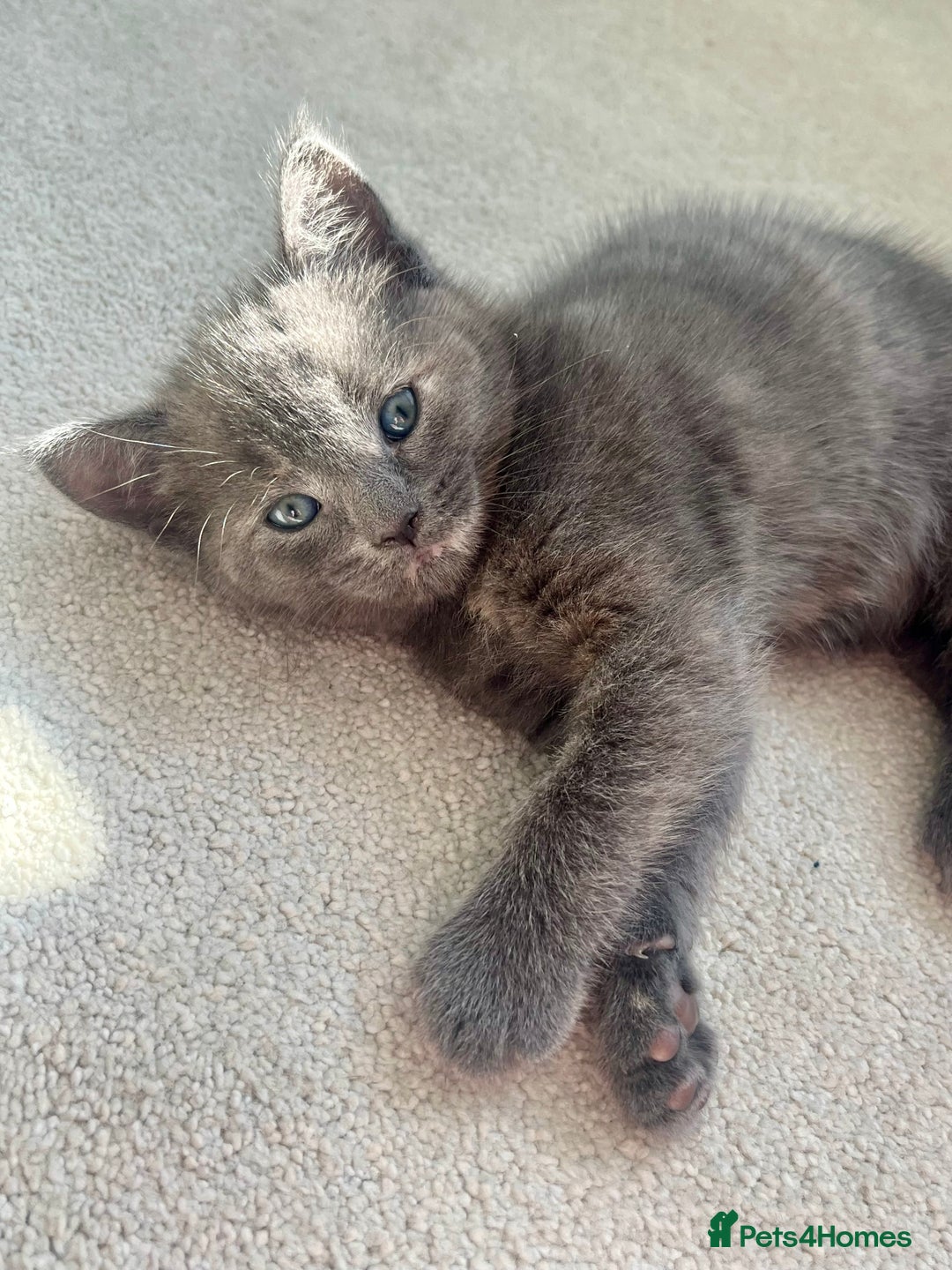Ragdoll cats for sale: Pretty and affectionate grey ragdoll x tuxedo girl - Image 1