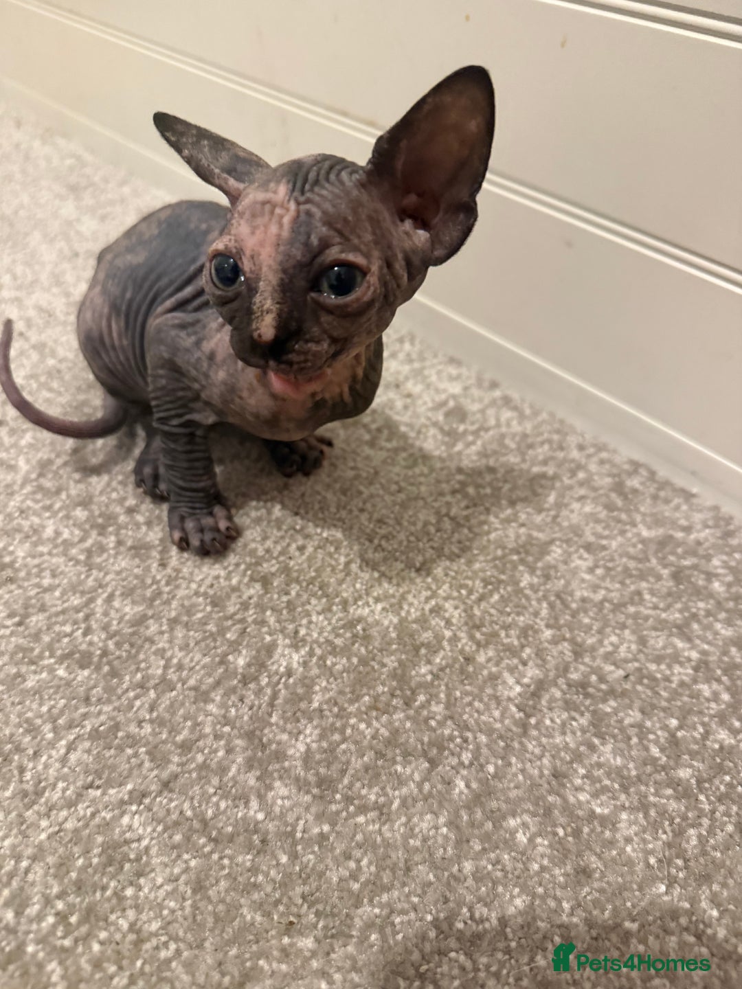 Sphynx cats for sale: Beautiful baby Sphynx  - Advert 5