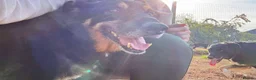 Mixed Breed dogs for adoption: Meet Azra and Vucko,currently residing in Cheshire in Nantwich - Advert 8