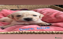 Goldador dogs for sale: Beautiful litter off 11 goldador puppies  - Image 3
