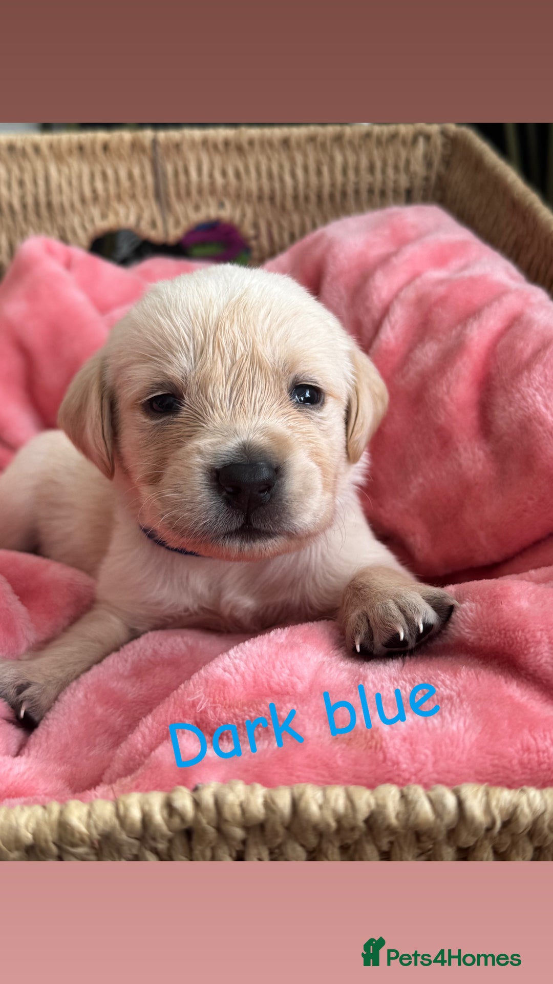 Goldador dogs for sale: Beautiful litter off 11 goldador puppies  - Image 3
