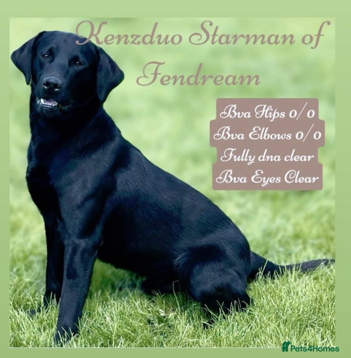 Springador dogs for sale: Beautiful Springadore Puppies (3/4 Labrador)  - Advert 2