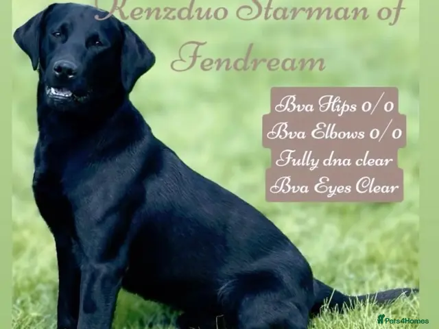 Springador dogs for sale: Beautiful Springadore Puppies (3/4 Labrador) - Advert 2