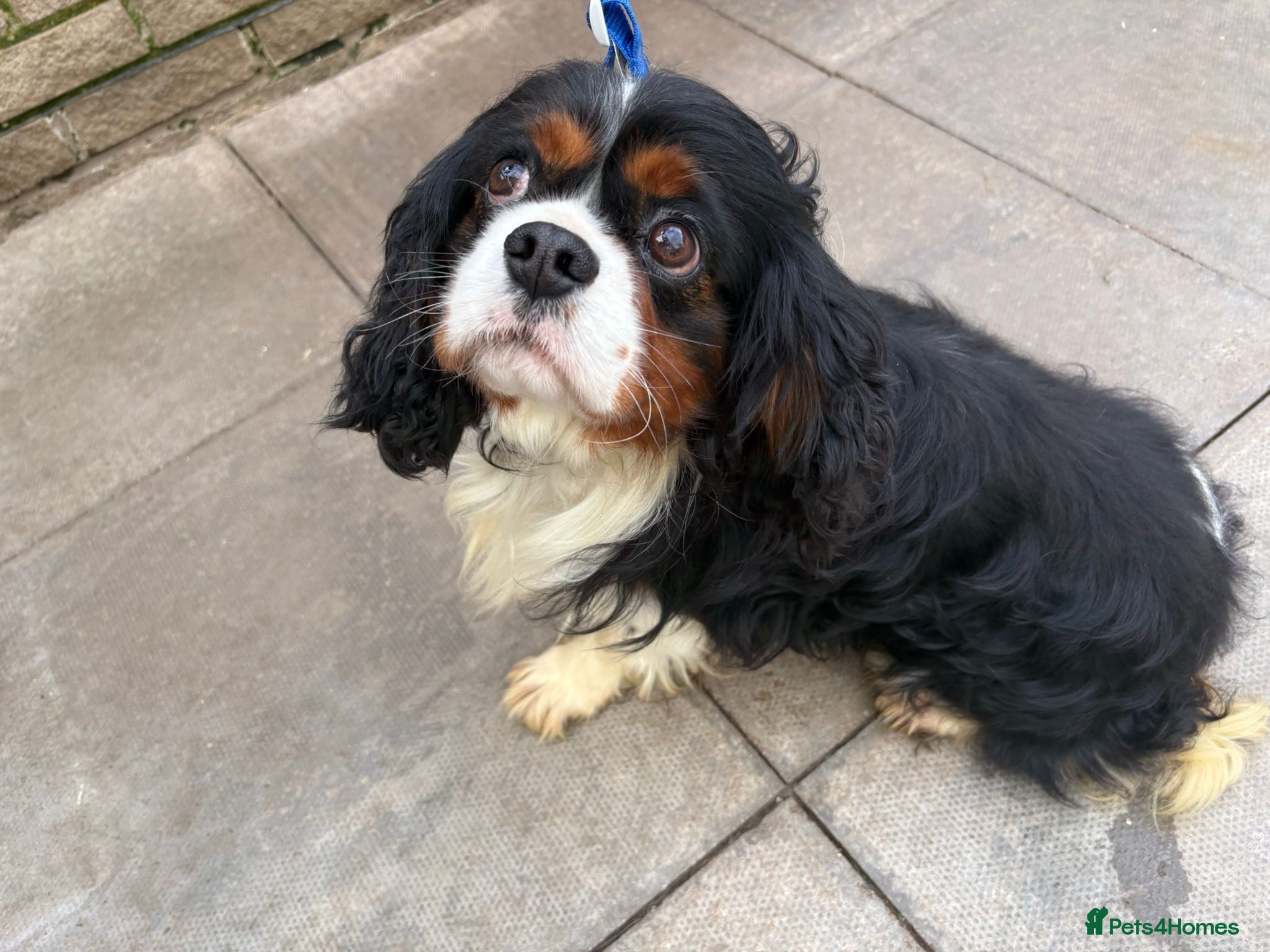 Cavalier King Charles Spaniel dogs Caviler for stud  - Advert 17