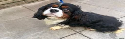 Cavalier King Charles Spaniel dogs for stud: Caviler for stud  - Advert 1