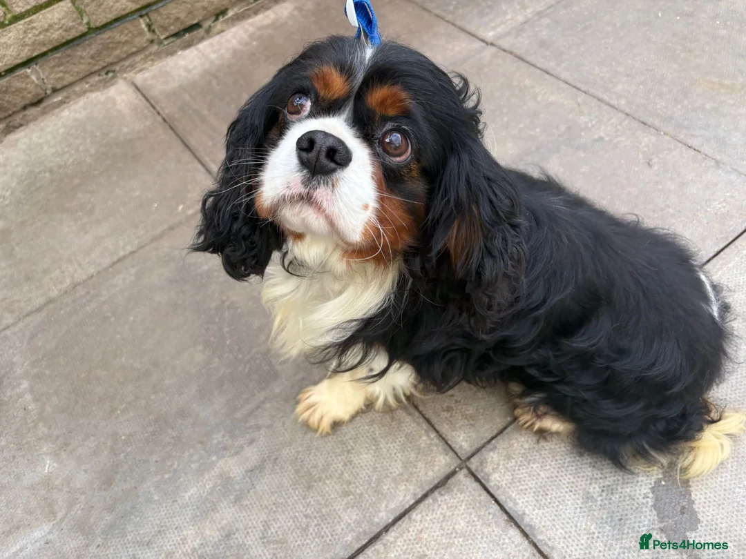 Cavalier King Charles Spaniel dogs for stud: Caviler for stud  - Advert 1