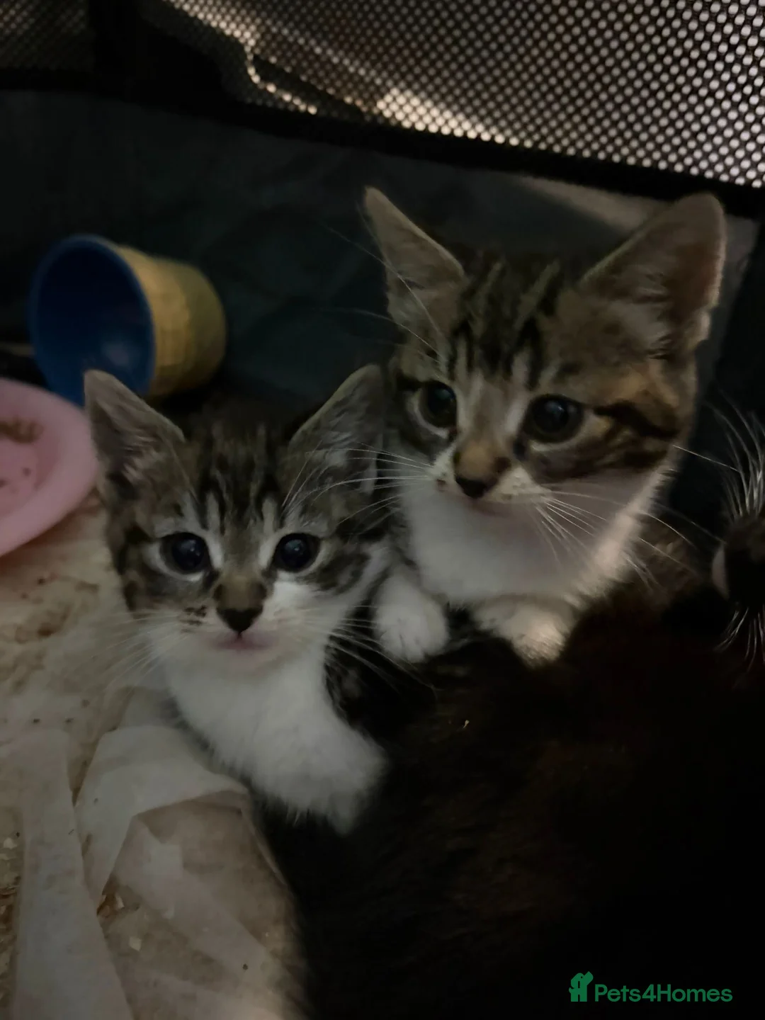 Mixed Breed cats for sale: Beautiful kittens  - Advert 2