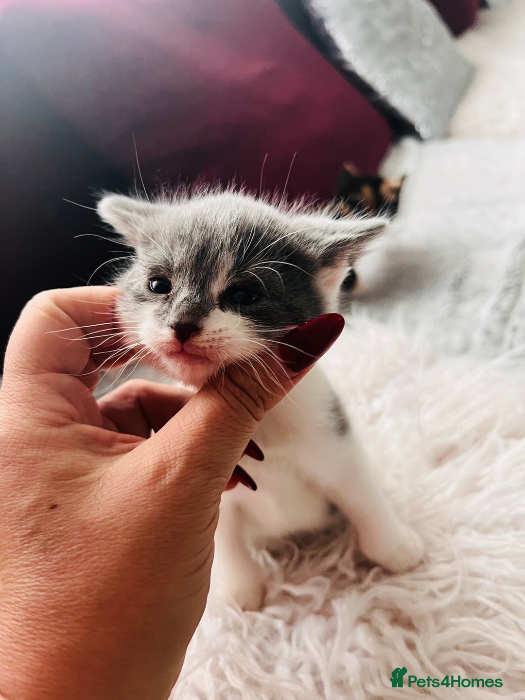 Mixed Breed cats for sale: Calico British Kittens – Home Raised – £350 Each - Advert 11