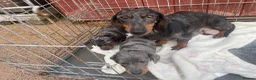 Dachshund dogs for sale: Dachshund  - Advert 10
