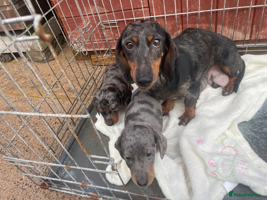Dachshund dogs for sale: Dachshund  - Advert 17
