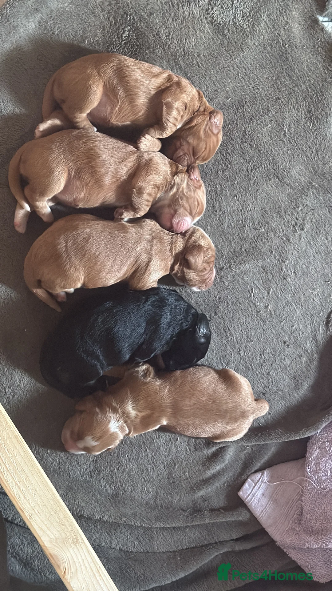 Cocker Spaniel dogs for sale: Cocker spaniel  in Bedford - Advert 1