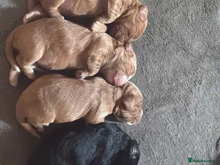 Cocker Spaniel dogs Cocker spaniel - Advert 18