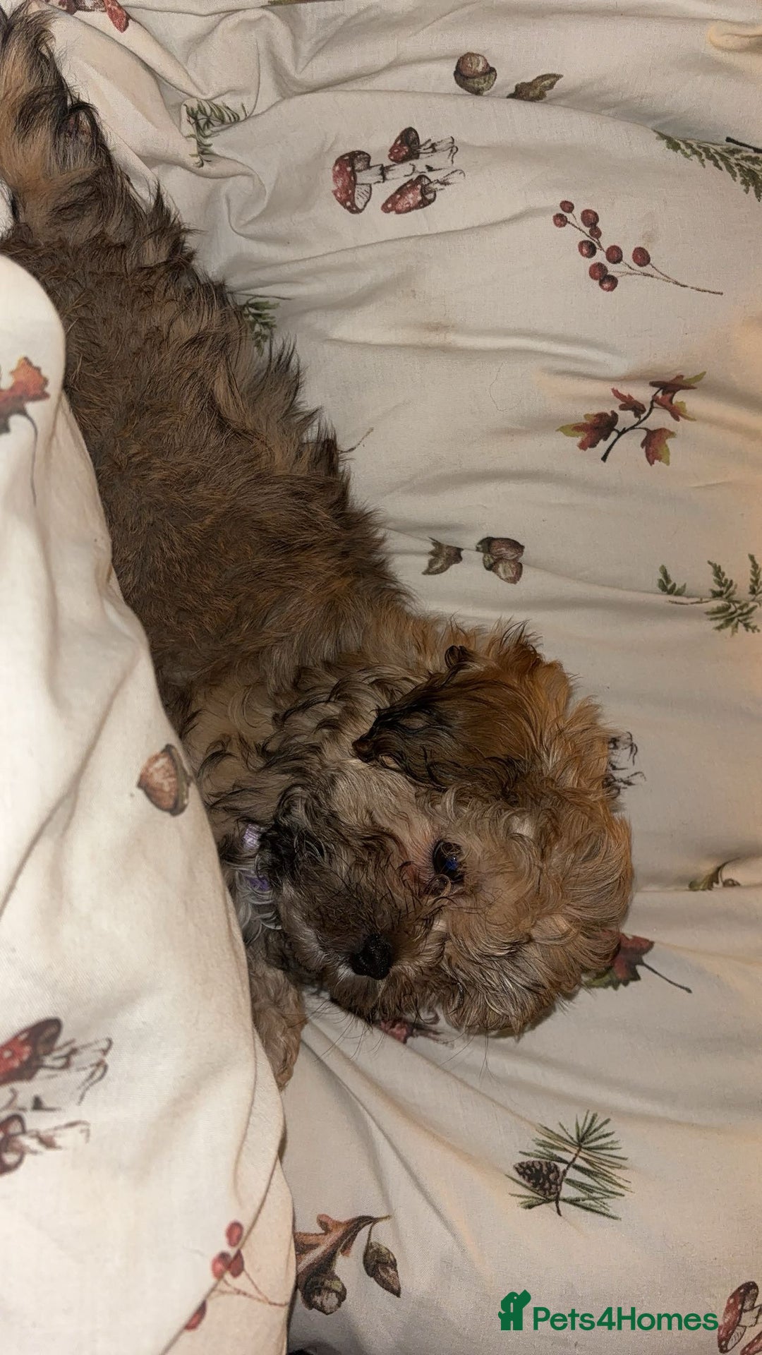 Shihpoo dogs for sale: Lovely shihpoo for rehoming - Advert 6