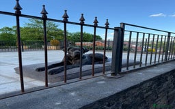 Cane Corso dogs for sale: Cane corso Italian  - Image 1