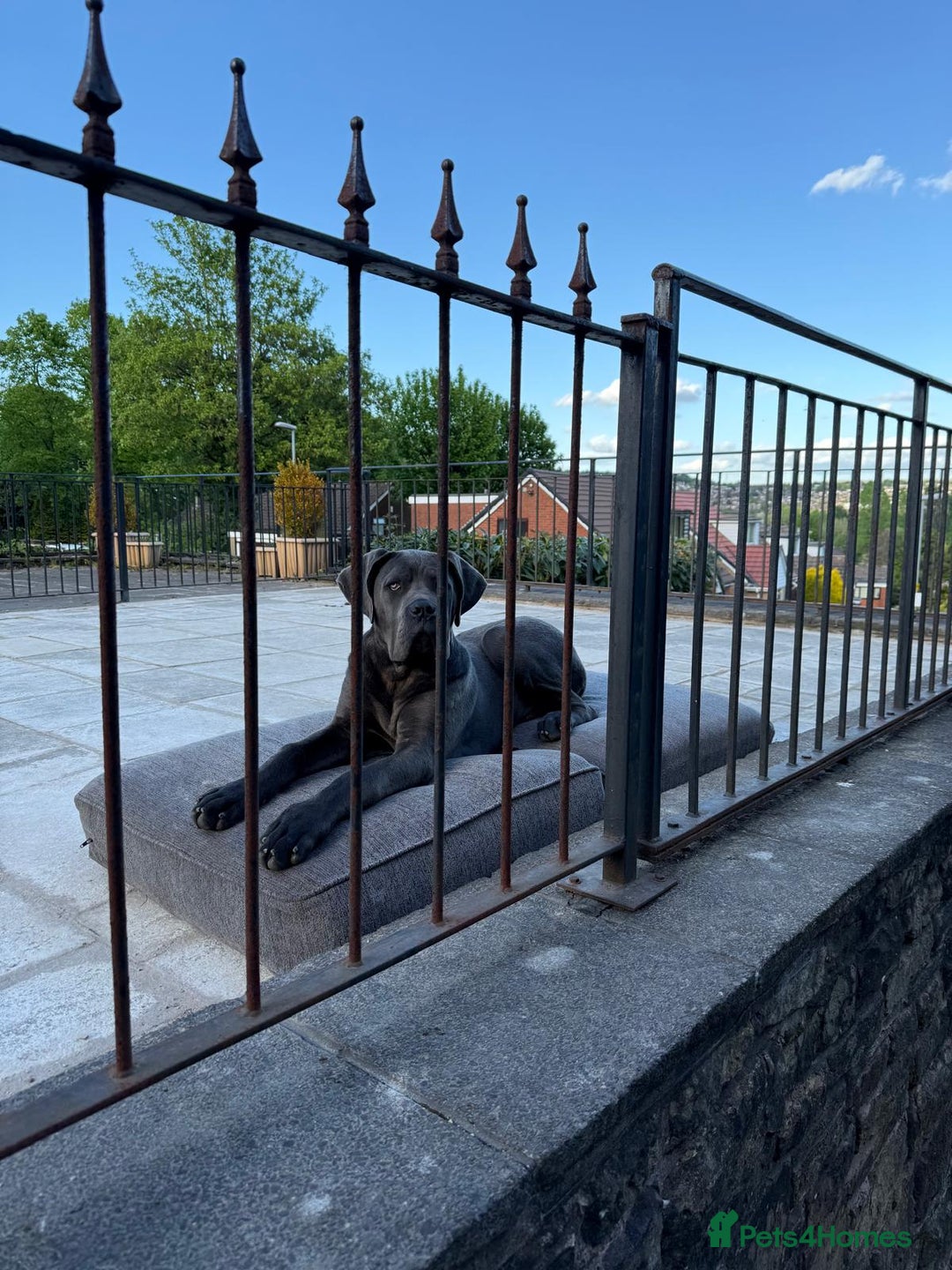 Cane Corso dogs for sale: Cane corso Italian  - Image 1