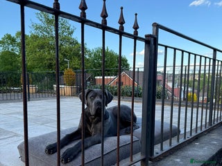 Cane Corso dogs - Advert 26