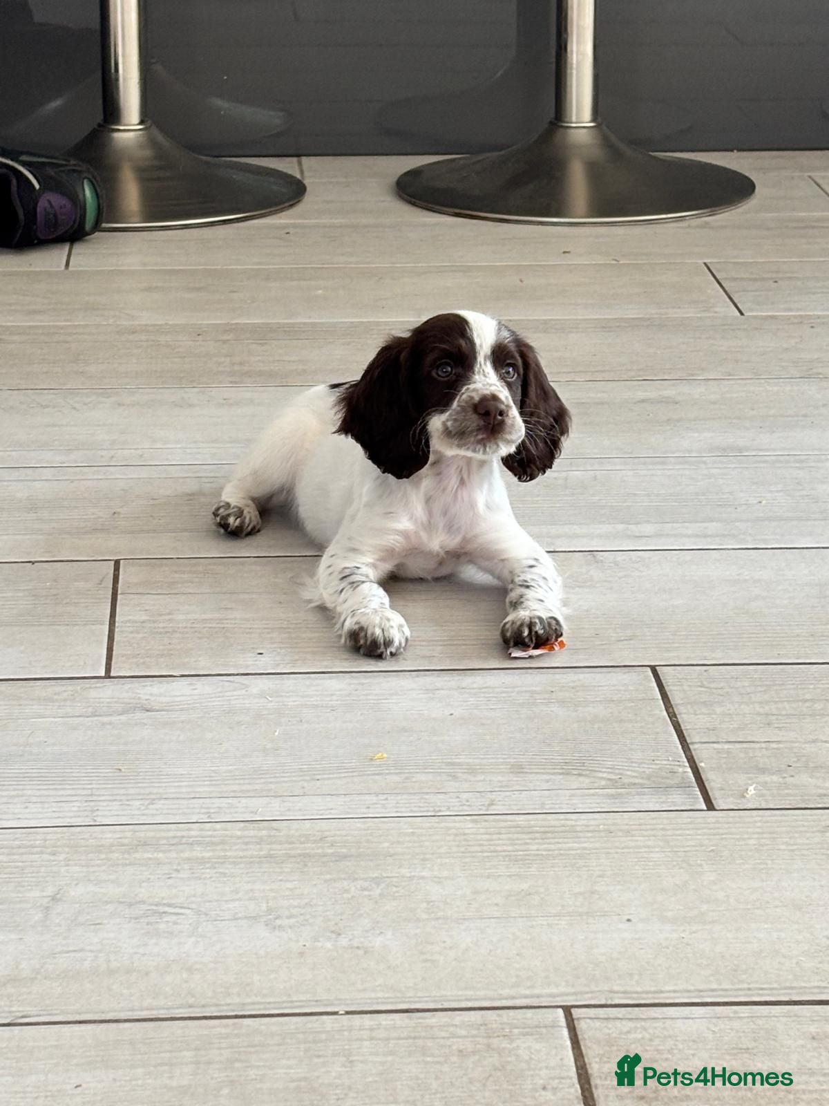Sprocker dogs Working sprockers  - 1 bitch left - Advert 2