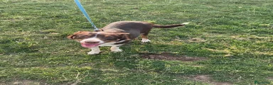 Border Collie 1