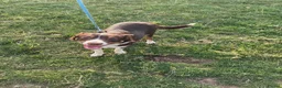 Border Collie dogs for sale: Beautiful Border Collies  - Advert 3