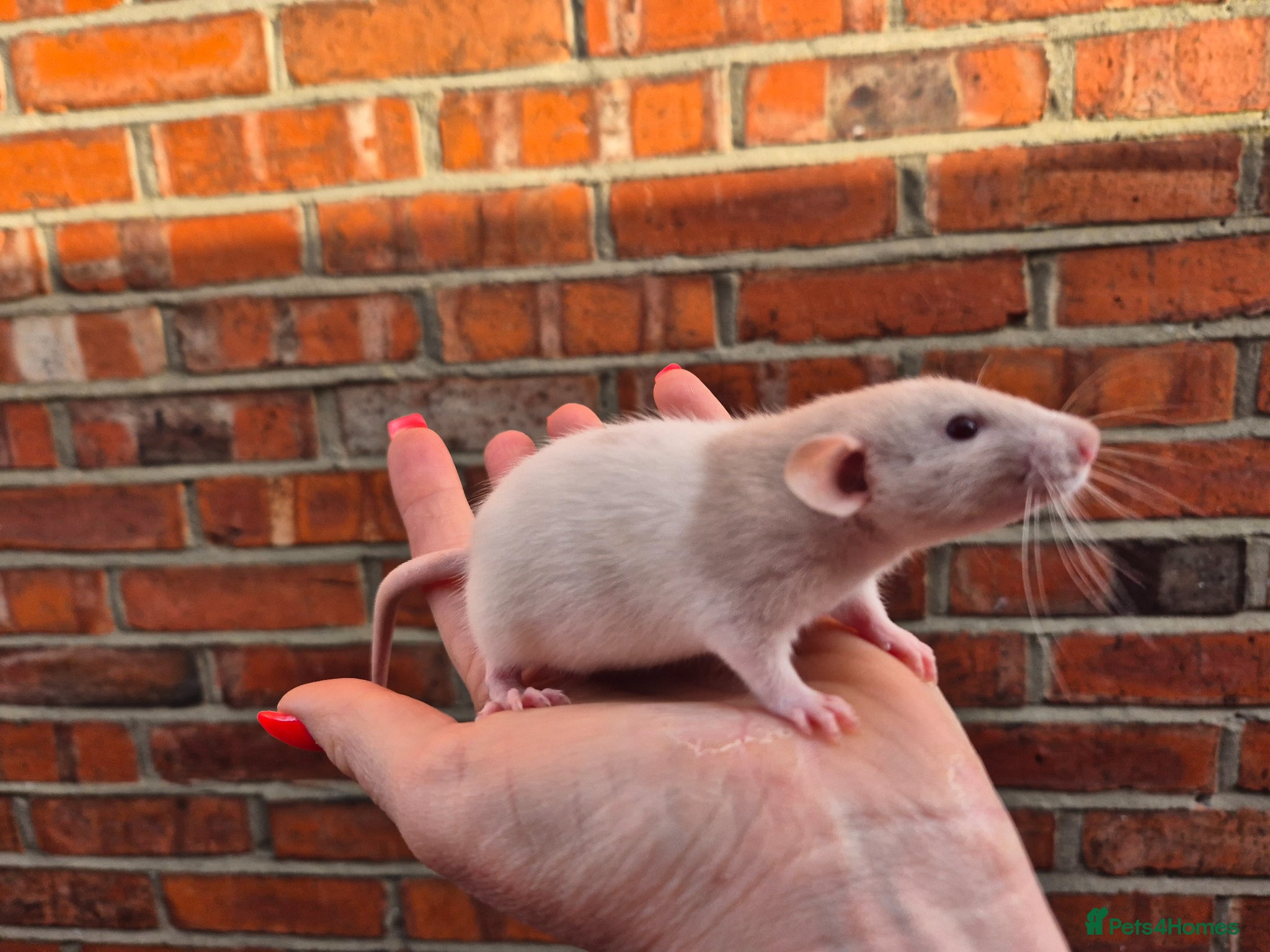 Rat rodents Various male and female rats  - Advert 8