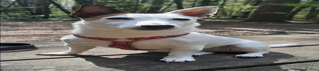 Hollie- Jack Russell 
