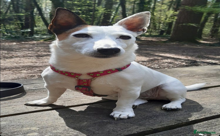 Jack Russell dogs - Advert 1