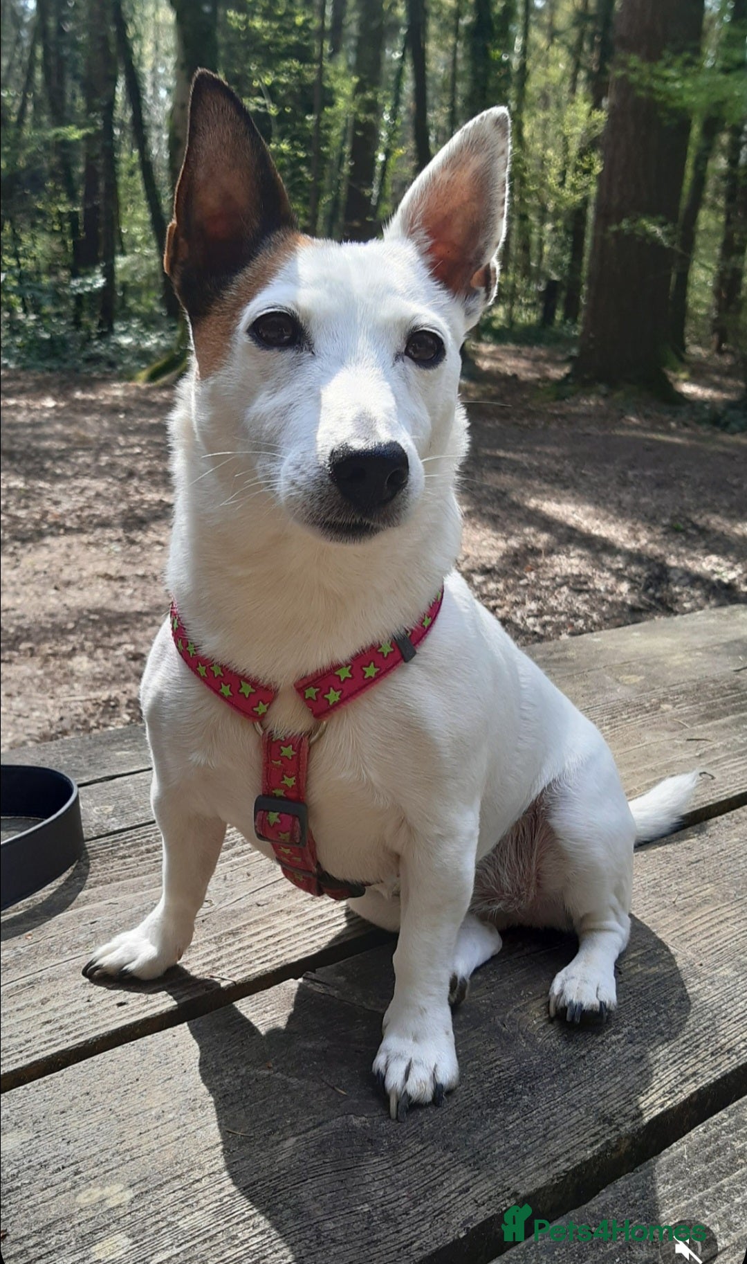 Jack Russell dogs for sale: Free jack russell to loving home - Image 1
