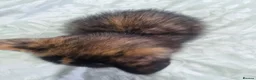 Mixed Breed cats for sale: Beautiful Calico girl - Advert 7