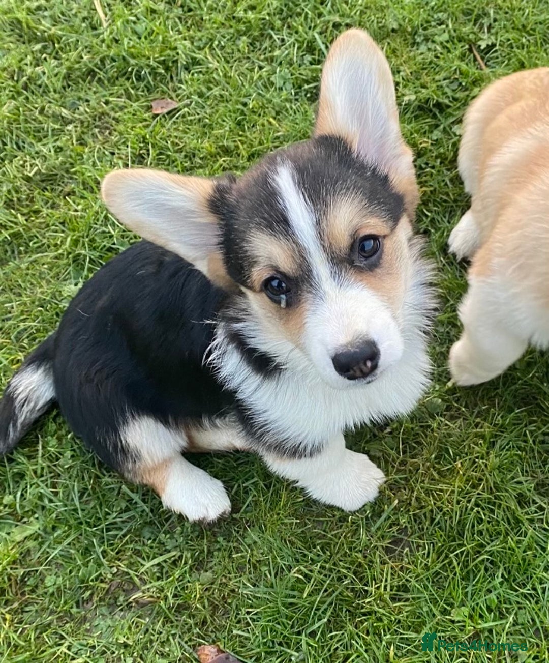 Welsh Corgi Pembroke dogs for sale: 7 Beauitful Corgi Puppies - Advert 9