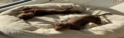 Miniature Dachshund dogs for sale: 🐾🤎 3 BEAUTIFUL MINIATURE DACHSHUND PUPPIES 🤎🐾 - Advert 9