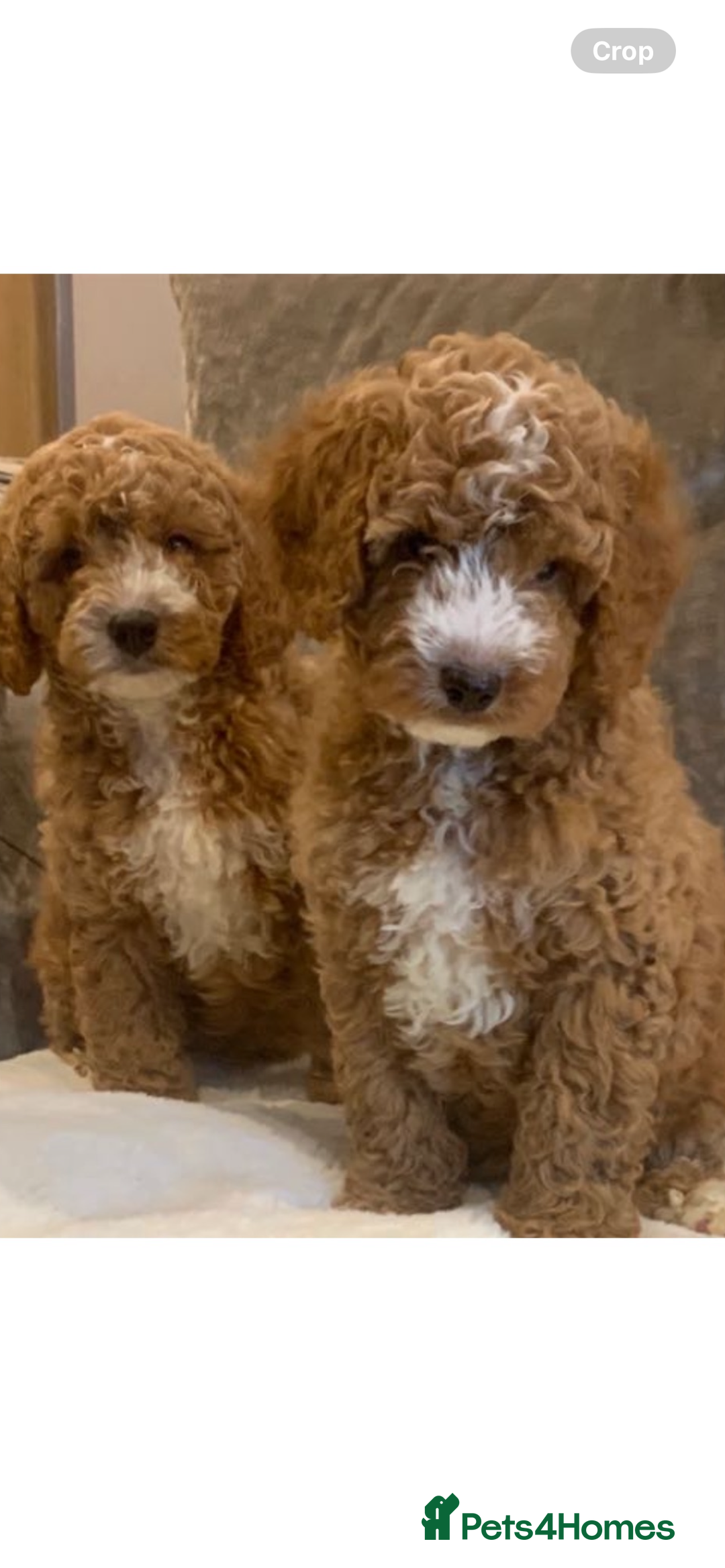 Australian Labradoodle dogs for sale: DNA Tested Miniature Labradoodle puppies  in Cottingham - Image 11