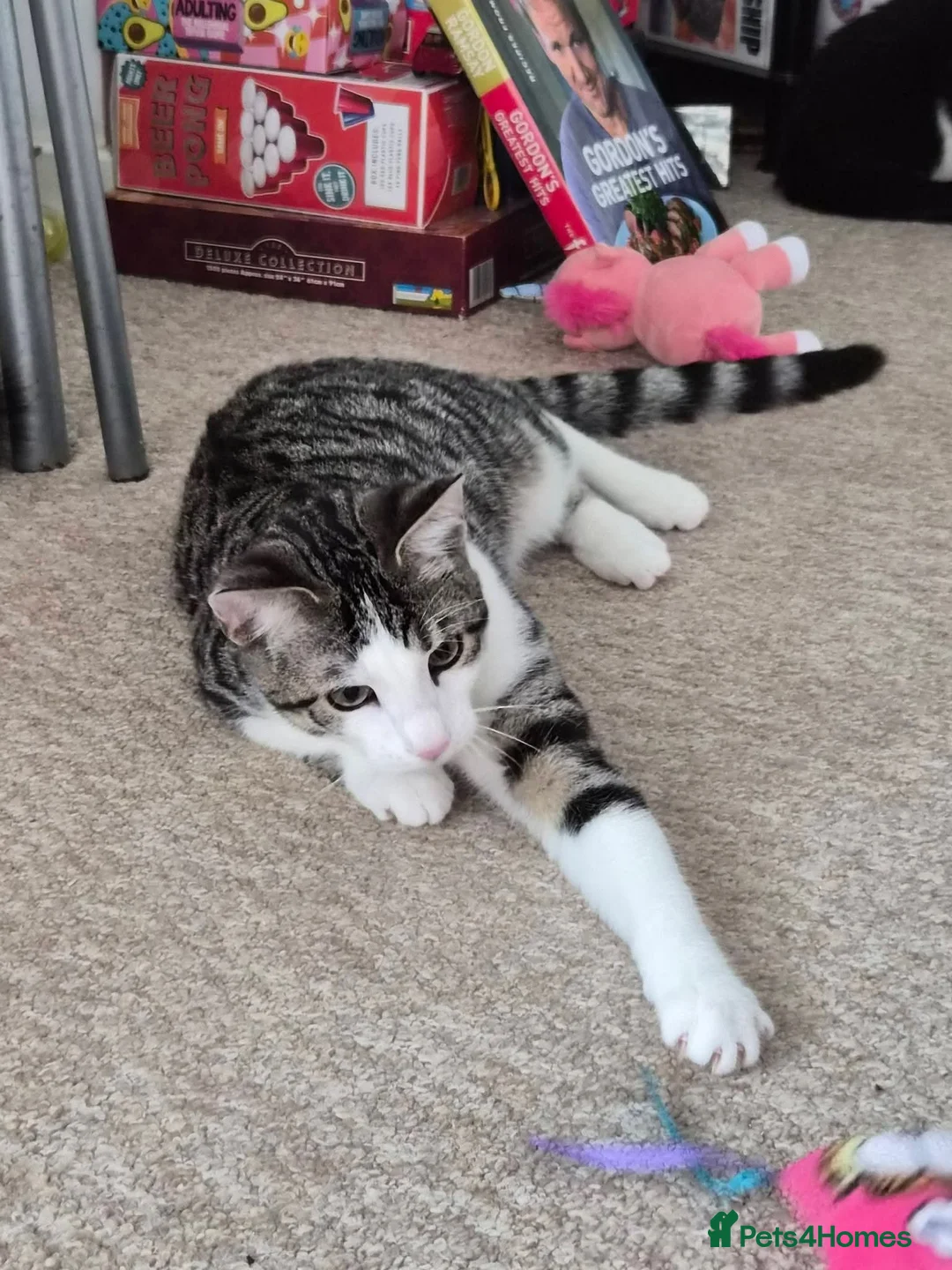 Domestic Shorthair cats for sale: 🐾 Sun is looking for his forever loving home 🏡 - Advert 2