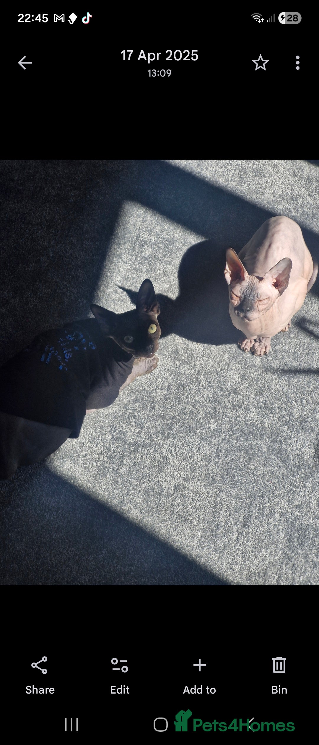 Sphynx cats for sale: 1 year old male sphynx  - Advert 8