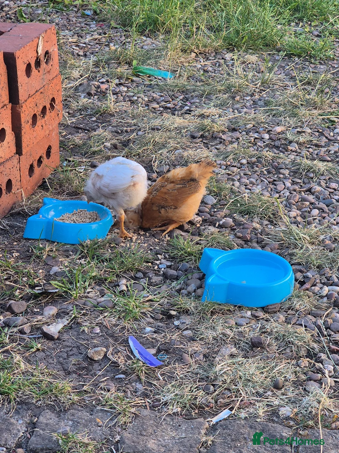Chickens poultry for sale: Chicks  in Derby - Advert 2