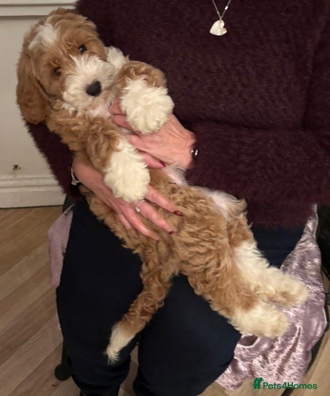 Australian Labradoodle dogs for sale: Australian Labradoodles for Sale - Advert 4