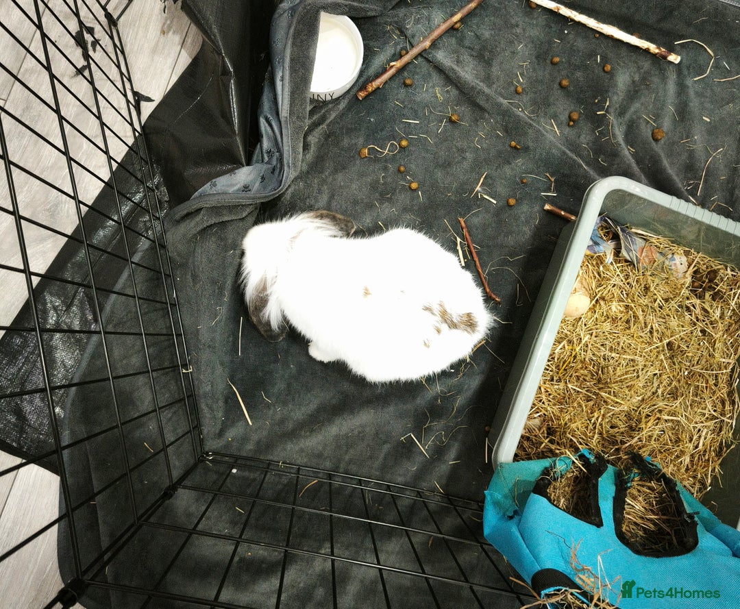 Mixed Breed rabbits for sale: Mix breed male neutered, vaccinated 6 months.  - Image 4
