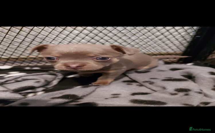 Chihuahua dogs Tiny KC lilac chihuahua pup for sale, Ready Now - Advert 10