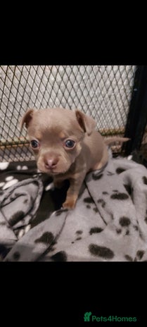 Chihuahua dogs Tiny KC lilac chihuahua pup for sale, Ready Now - Advert 10