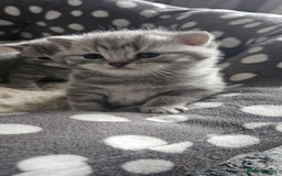 British Shorthair cats for sale: Beautiful silver tabby british shorthair kittens  - Image 15